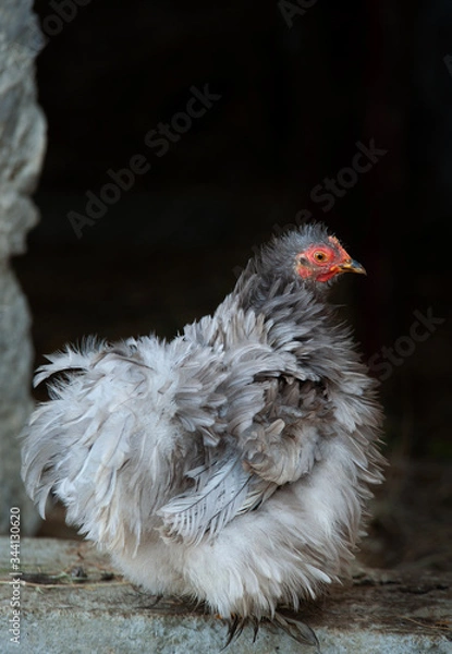 Obraz Bantam lavender curly chicken