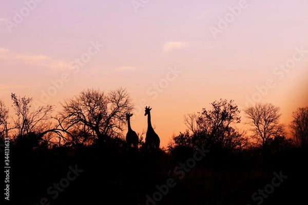 Obraz giraffes at sunset