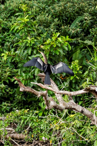 Obraz bird on a tree