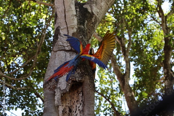 Obraz parrots on tree