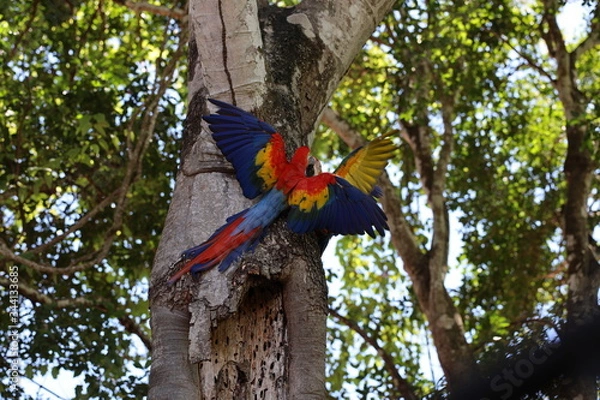 Obraz parrots on tree
