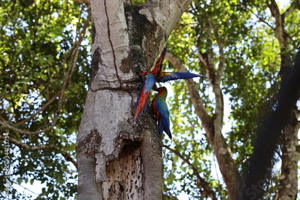 Obraz parrots on tree