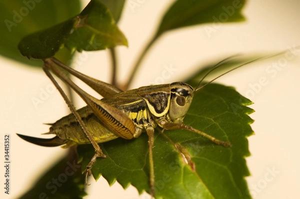 Obraz Grasshopper