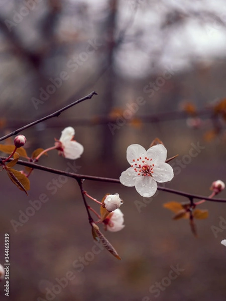 Fototapeta Trees are blossoming