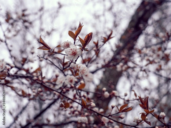 Obraz Trees are blossoming