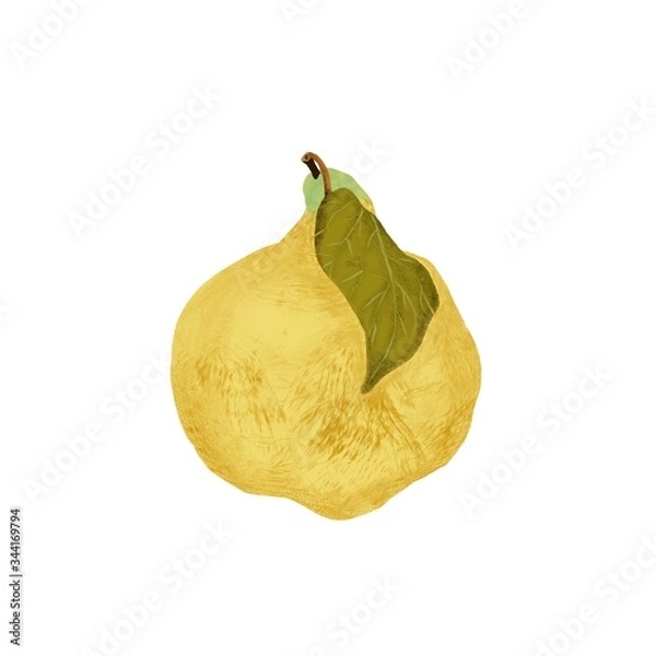 Fototapeta An illustration of a quince isolated on a white background