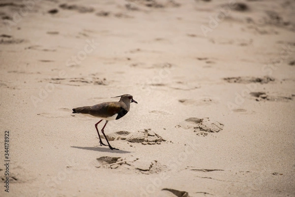 Obraz bird on the beach