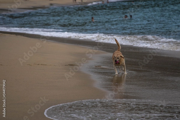 Obraz dog on the beach