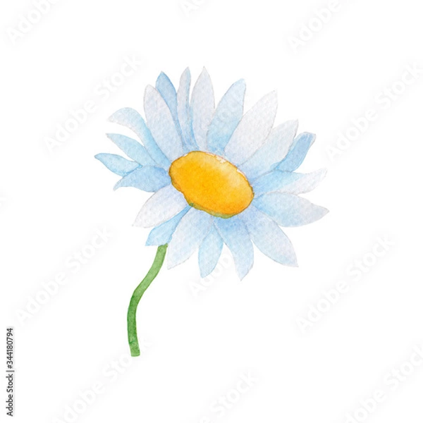 Obraz daisy isolated on white background