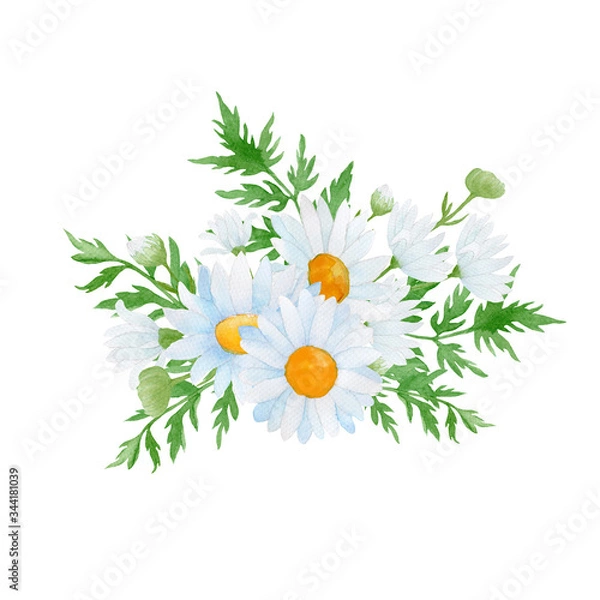 Obraz daisies on white background