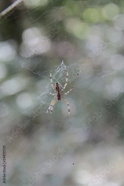 Fototapeta Spinne im Netz