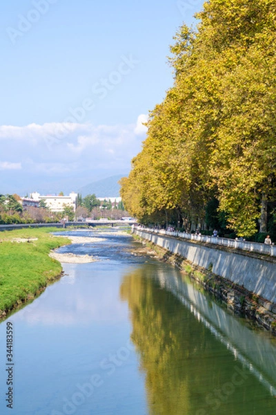 Fototapeta Yellowing sycamore trees. Mountains on the horizon. Vertical