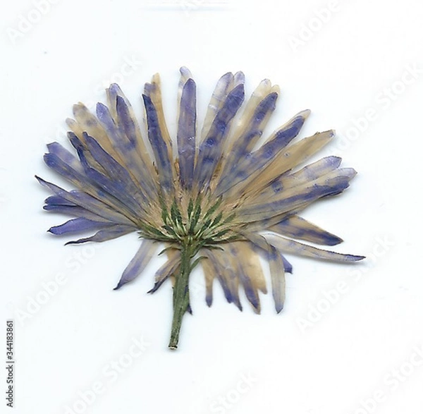 Obraz getrocknete Pflanzen und Blumen