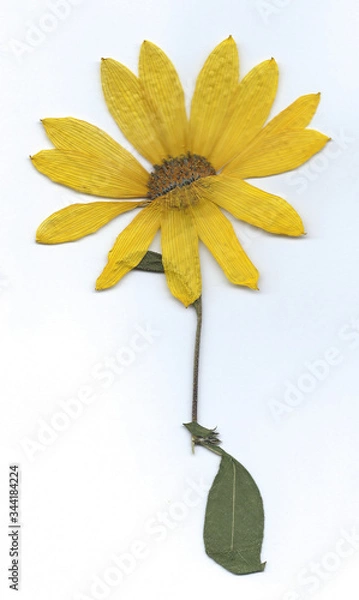 Obraz getrocknete Pflanzen und Blumen