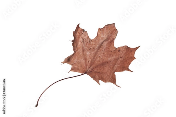 Obraz dry maple leaf