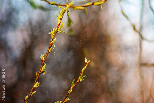Obraz Budding in Green