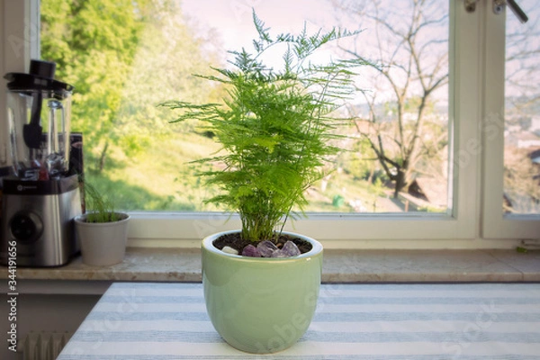 Fototapeta Aspargus Setaceus, asparagus grass, green houseplant in pot on the table. Asparagus fern by the window. Greenery at home.