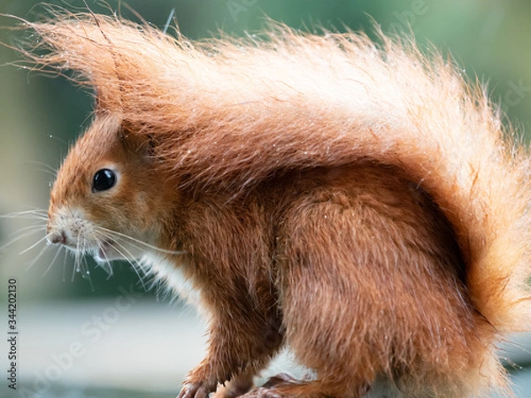 Fototapeta Eurasian red squirrel (Sciurus vulgaris)