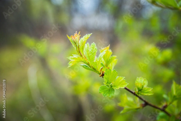 Fototapeta Hawthorn bush in the garden. Shallow depth of field.