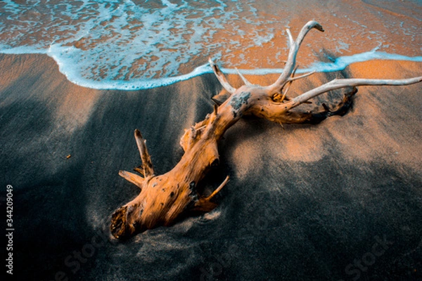 Obraz 
wood by the beach