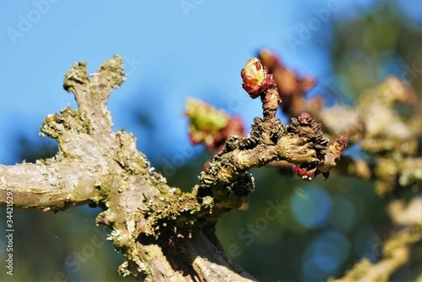 Fototapeta Blumenwiese, Blumen Nahaufnahme, Postkarte, Grußkarte, Wallpaper, floraler Hintergrund, Platz für Text, Vorgarten, Naturschutz, Gartenarbeit, Frühlingsanfang, Knospe