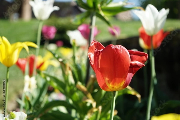Fototapeta Tulpe