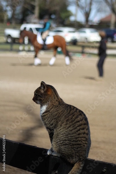 Obraz Cat on fence teaching lesson