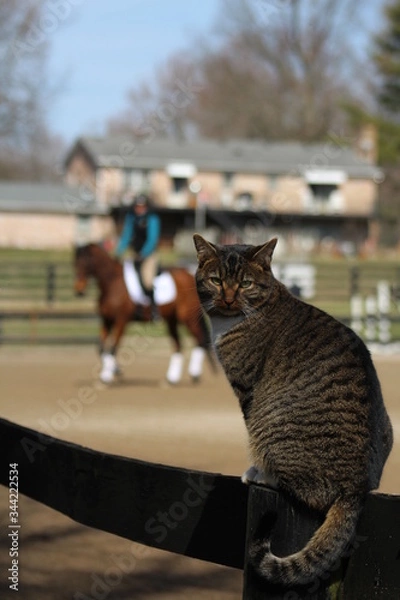 Obraz Supervising a horse lesson
