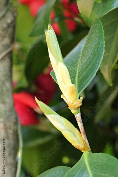 Fototapeta 봄에 핀 동백나무 새순 새싹