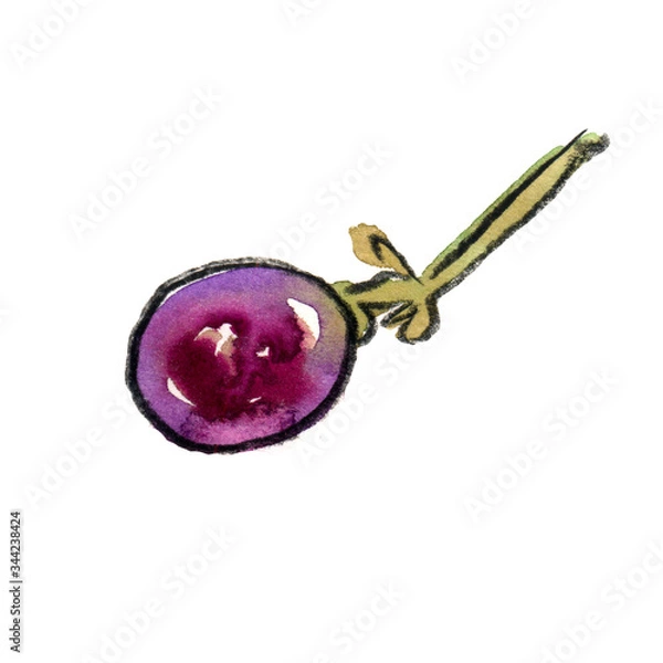 Fototapeta a bunch of sweet red grapes. grape on a twig.
