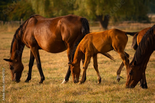 Fototapeta Mare and Foal together in meadow. Nature background. Soft focus