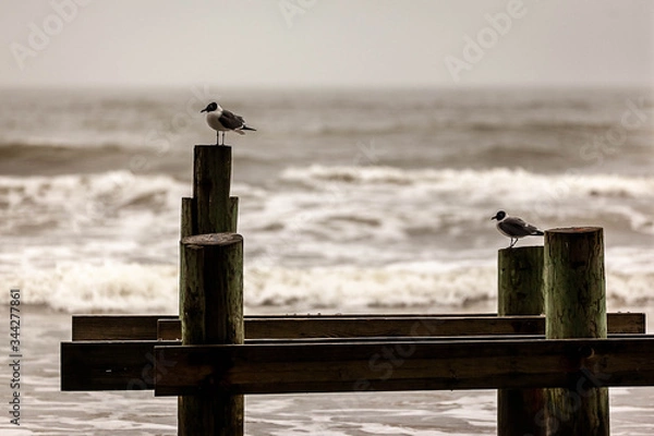 Fototapeta looking right