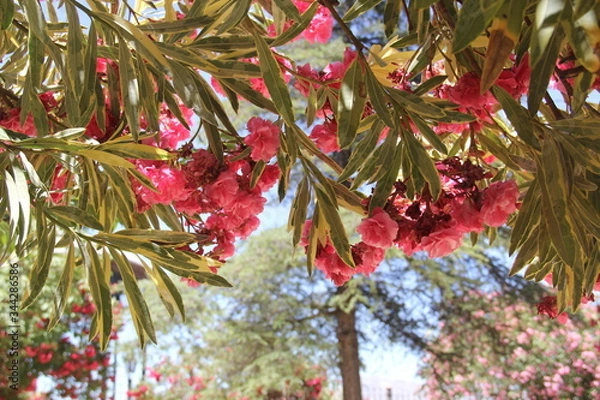 Fototapeta Ronda, Spanien