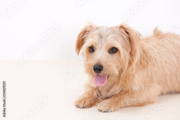 Obraz ノーフォークテリア