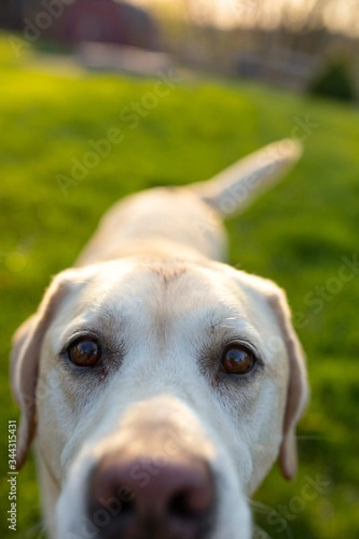 Obraz Dog looking into camera.