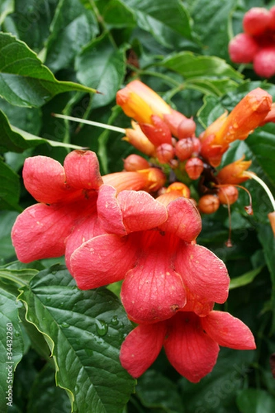 Fototapeta red flowers