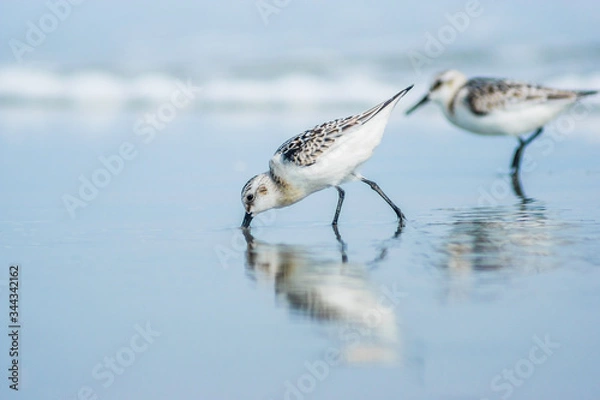 Obraz Sandpiper