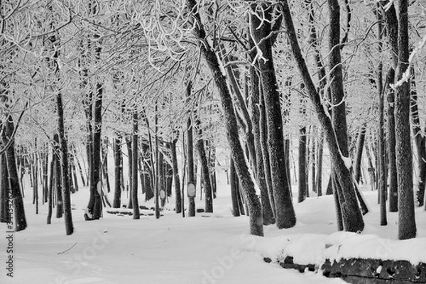Obraz trees in winter