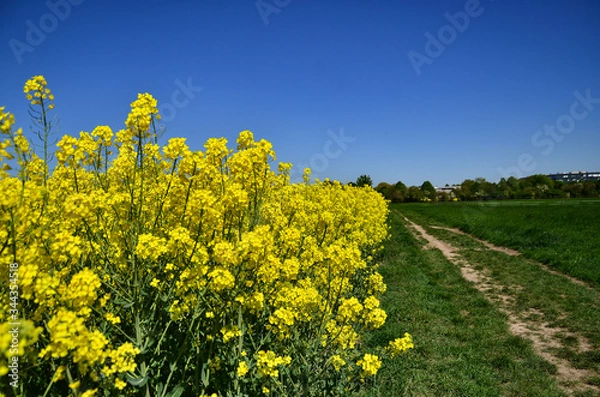 Obraz Yellow rape field under blue sky with sun