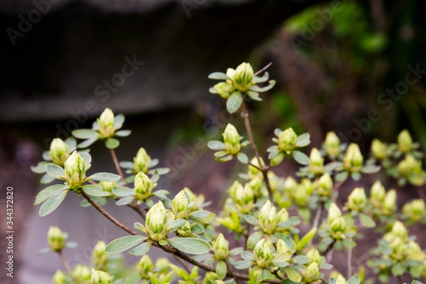Fototapeta White Azalea buds about to open on a bush in spring; close up of delicate white azalea flower buds