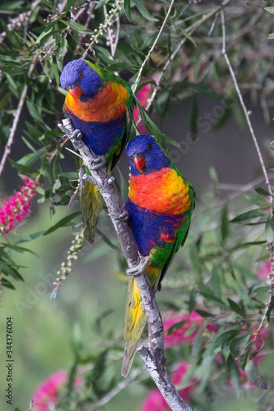 Obraz Rainbow Lorikeets looking quizzically