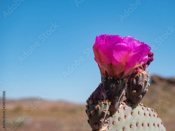 Obraz Bright pink beavertail cactus flower, Opuntia basilaris, in Mojave Desert.