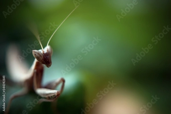 Obraz Praying Mantis on Green Background