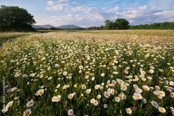 Obraz chamomile field flowers. blooming meadow chamomilles
