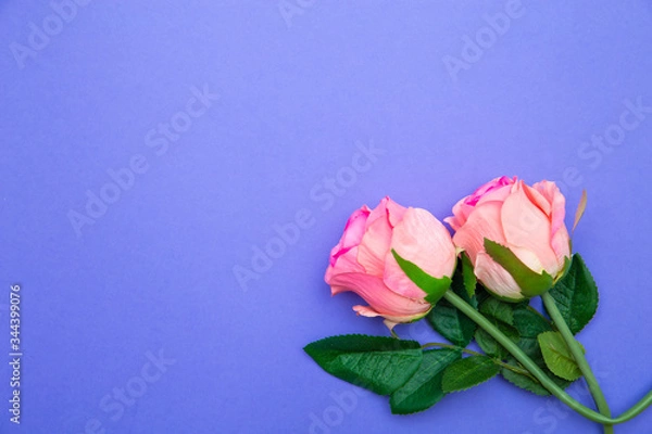 Fototapeta Rose flowers on blue purple color backdrop. Floral pattern. Copy space for text. Banner or template. View from above, flat lay. Flower background.