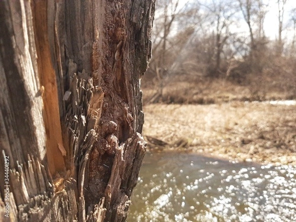 Fototapeta tree in the forest