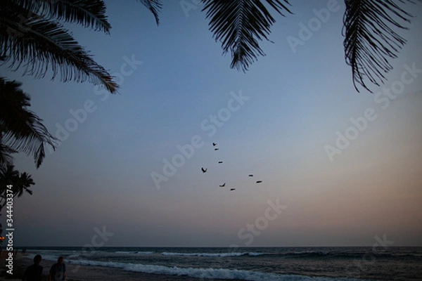 Fototapeta Birds fly over the sea by the ocean against the background of palm trees.