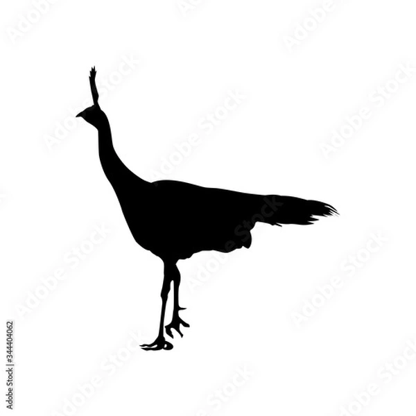 Fototapeta Vector silhouette of pheasant isolated on white background. Template for design.