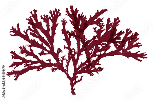 Obraz This is a red algae in the sea.