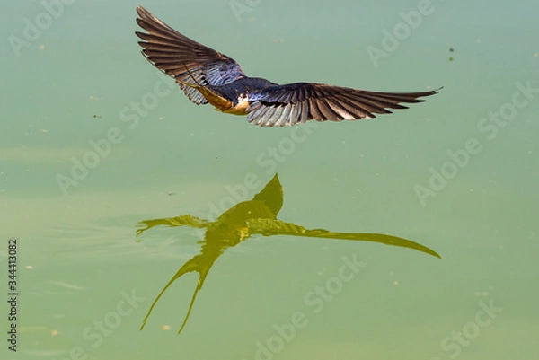 Obraz Drinking Swallow